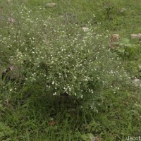 Parthenium hysterophorus L.